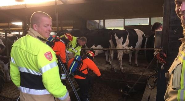 Brandweer redt koe die in mestkelder dreigt te verdrinken