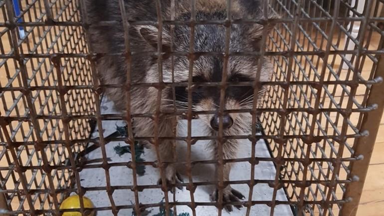 Wasbeer komt via kattenluikje woning binnen en eet kattenvoer op