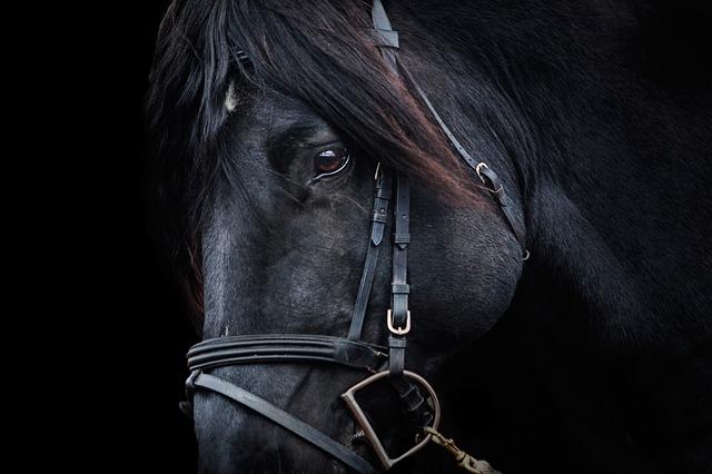 Jubileumvoorstelling â€œPatijnâ€™s Paarden Revueâ€ Eext keert mogelijk terug