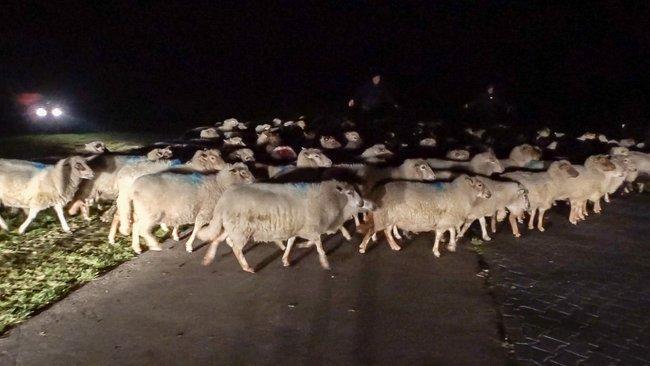 Opnieuw schapen dood gebeten: mogelijk door wolf