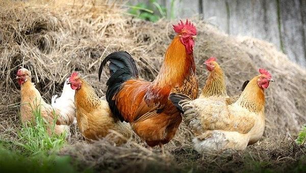 Vanaf vannacht ophokplicht voor kippen vanwege vogelgriep 