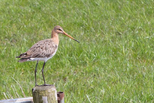 Vrijwilligers gezocht voor bescherming akker- en weidevogels Drenthe 