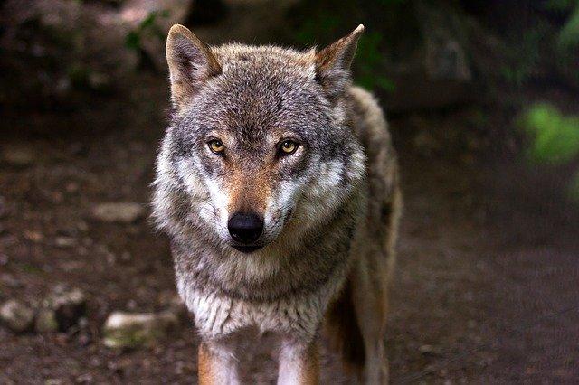 Maatregelenpakket ter voorkoming wolvenschade aangeboden aan GS