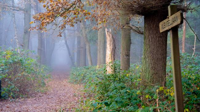 Drenthe samen aan de slag met de landelijke Bossenstrategie