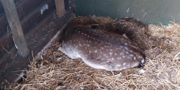 Kudde herten vergiftigd in Dierenweide