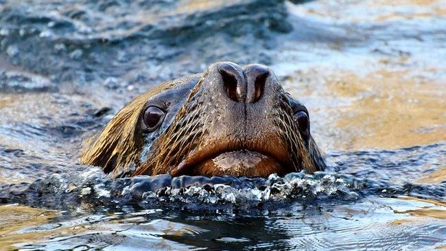 Filmpje: Zeehond zwemt in Hoogeveensche Vaart bij Rogat
