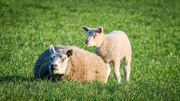 50.000 euro beschikbaar voor preventieve maatregelen schapenhouders