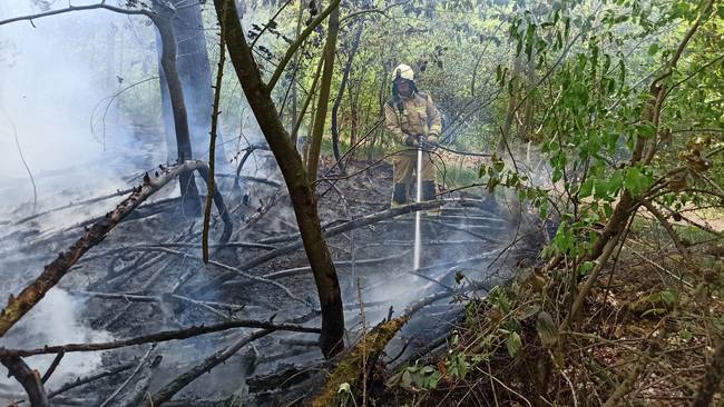 Opnieuw verschillende brandjes in bos bij Emmen (Video)