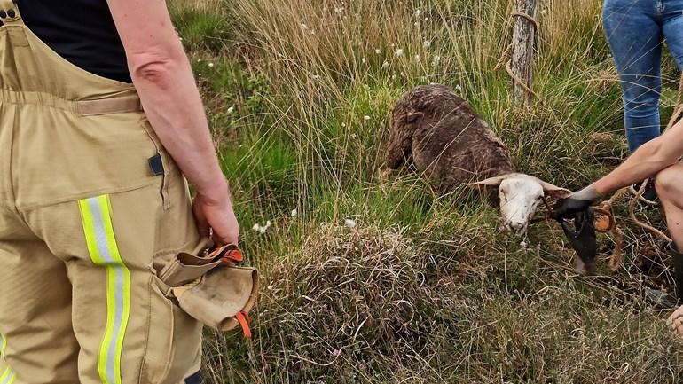 Brandweer Klazienaveen rukt twee keer uit voor dieren in moeras