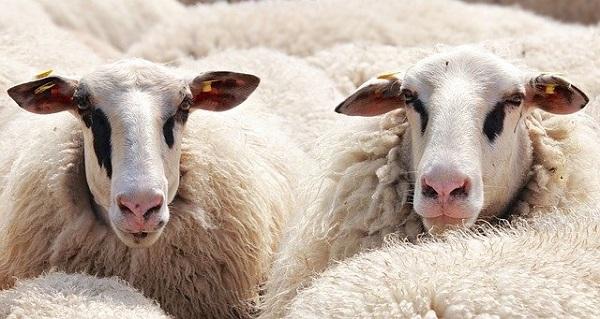 Loslopende hond jaagt schapen dood en jaagt rest van kudde op hol