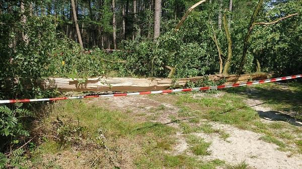 Traumahelikopter ingezet nadat omvallende boom op man neer komt (video)