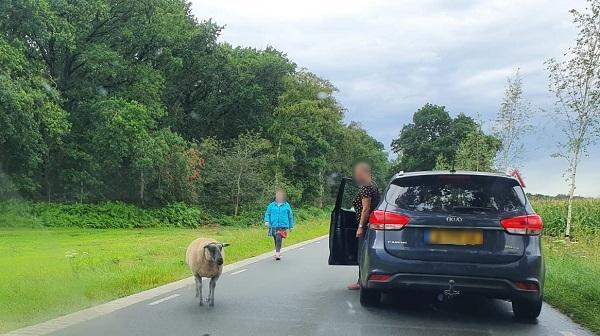 Loslopend schaap op avontuur hindert verkeer tussen Peest en Zeijen