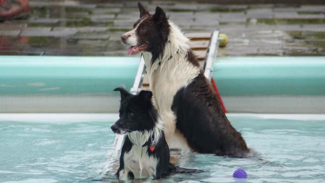 Activiteiten en hondenzwemmen in Zwembad Veenhuizen