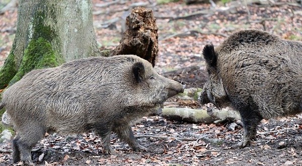 Wild zwijn afgeschoten na gerichte zoekactie bij Beilen