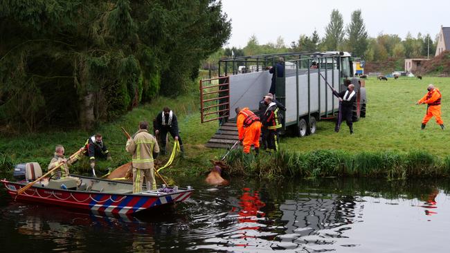 Brandweer redt koeien uit Hoogeveensche Vaart (Video)