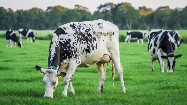 Drentse melkveehouders pakken sÃ¡men de verduurzaming op