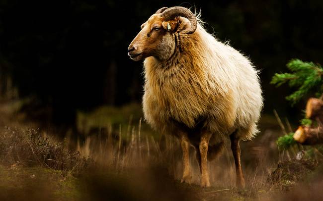 Kalenderstraat Drentse Scheurkalender op Col Du Vam gaat niet door