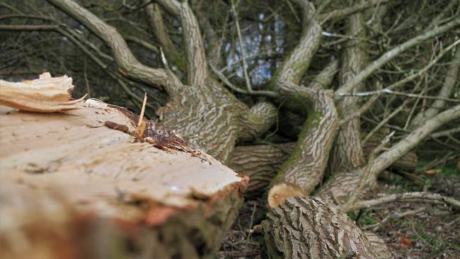 Gemeente Hoogeveen gaat 525 bomen kappen