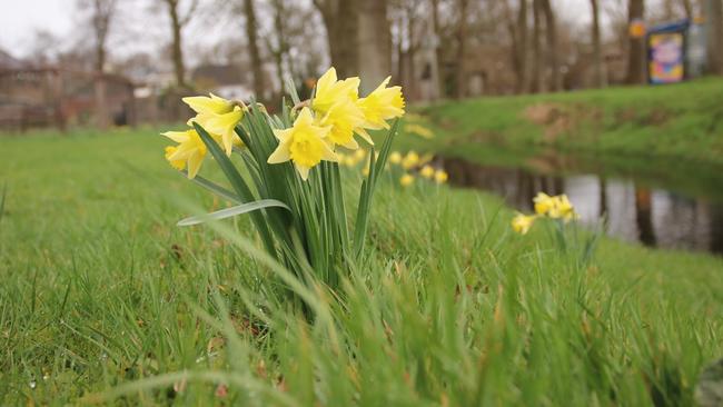 Bescherm de zeldzame wilde narcis