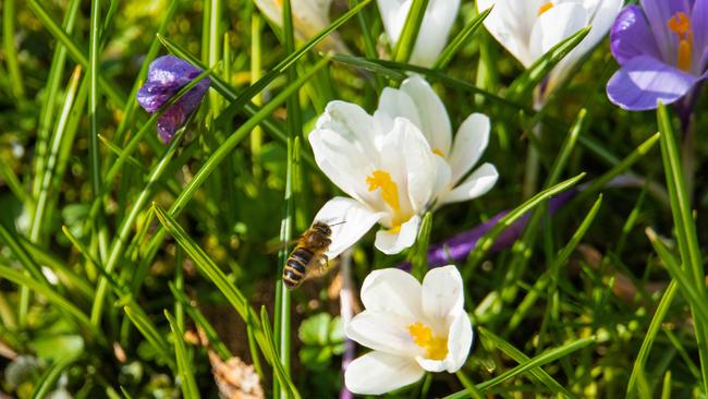 Subsidieregeling â€˜Groene bewonersinitiatievenâ€™ wegens succes verlengd