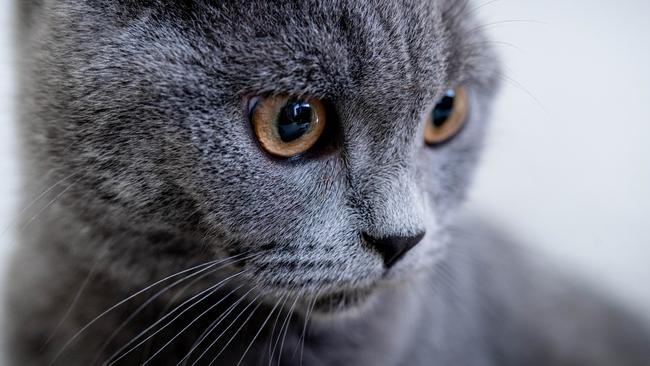 Taakstraf voor man die eigen kat wurgde 