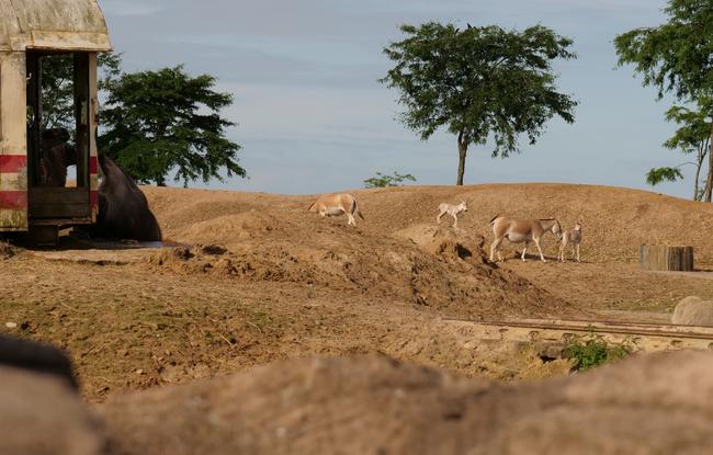 Pasgeboren onagers in Wildlands voor het eerst naar buiten