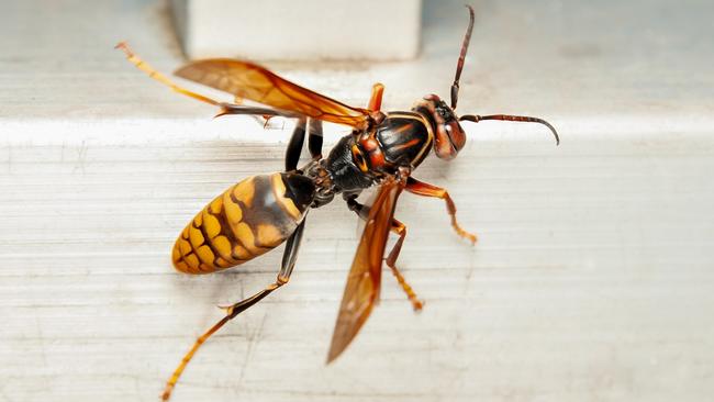 Aziatische hoornaar in Meppel, noordelijkste vondst ooit