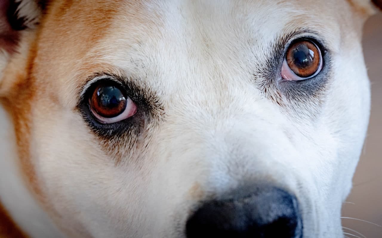 Waarschuwing voor hondenbezitters vanwege toename diefstal van honden