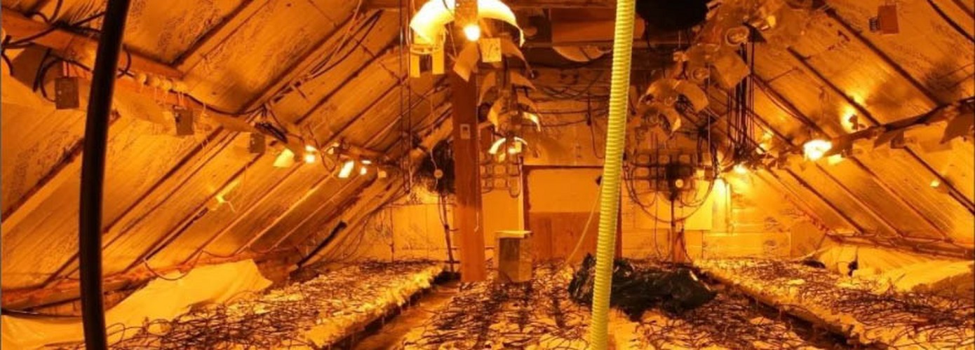Kwekerij met 1000 net geoogste planten opgerold door politie