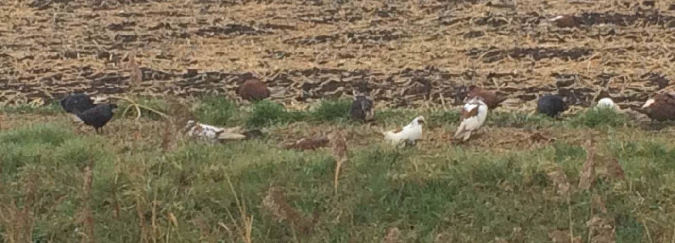 Man (69) verdacht van dumping 175 dode en verwaarloosde duiven