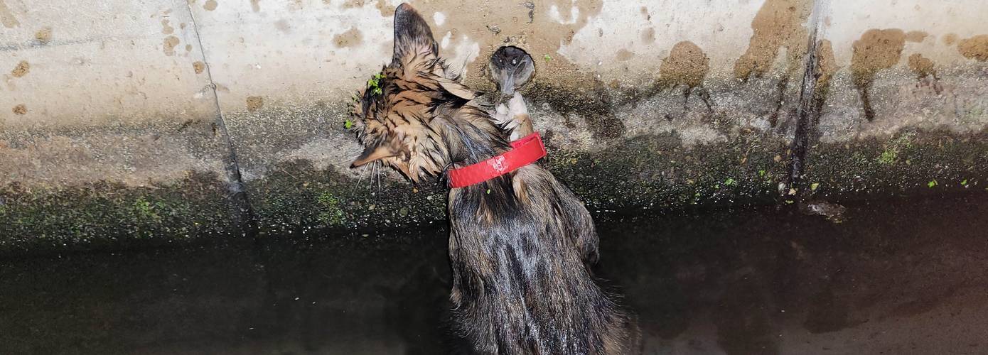 Omstanders redden kat van verdrinkingsdood