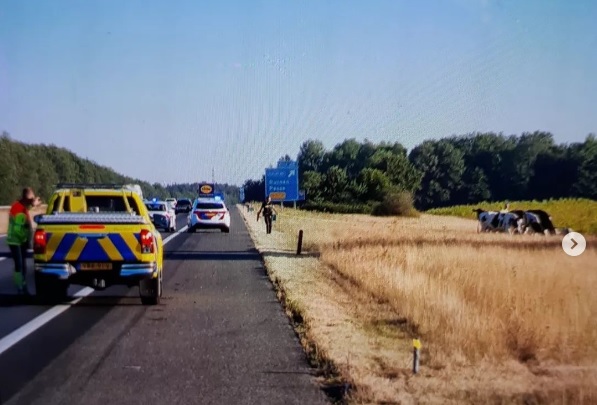 Politie druk met losgebroken koeien op A28