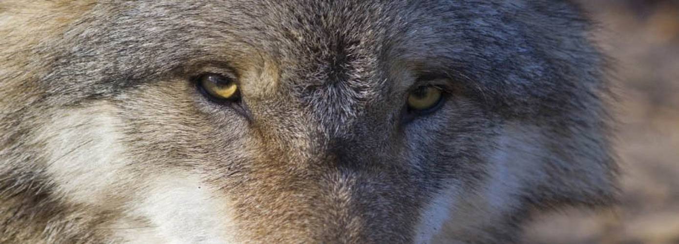 LTO Noord luidt noodklok: massaal dierenleed door wolf