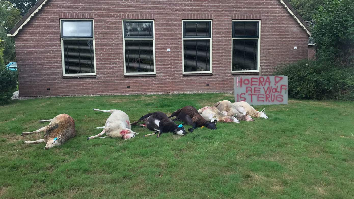 Wolf slaat hard toe bij schapen in Hijken