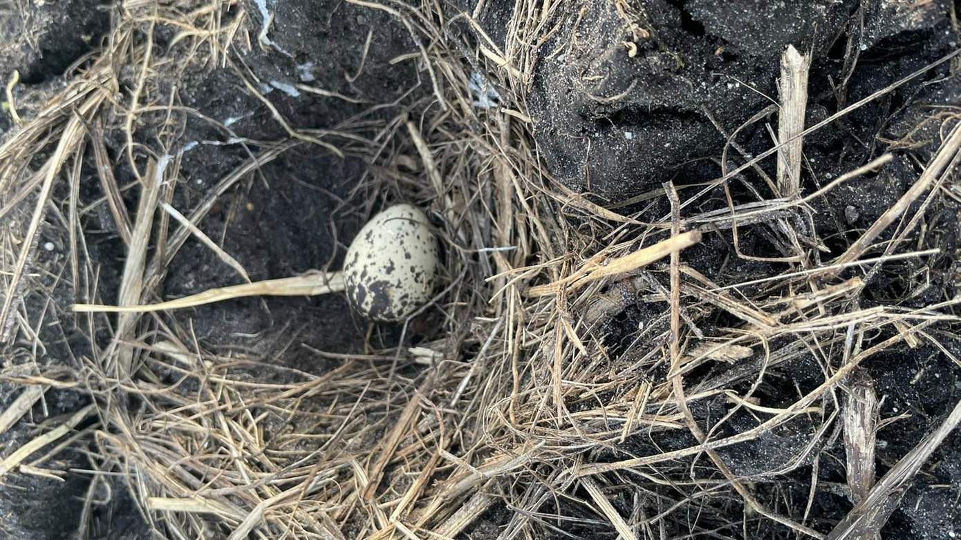 Boerenlandvogelseizoen officieel begonnen: eerste Drentse kievitsei gevonden