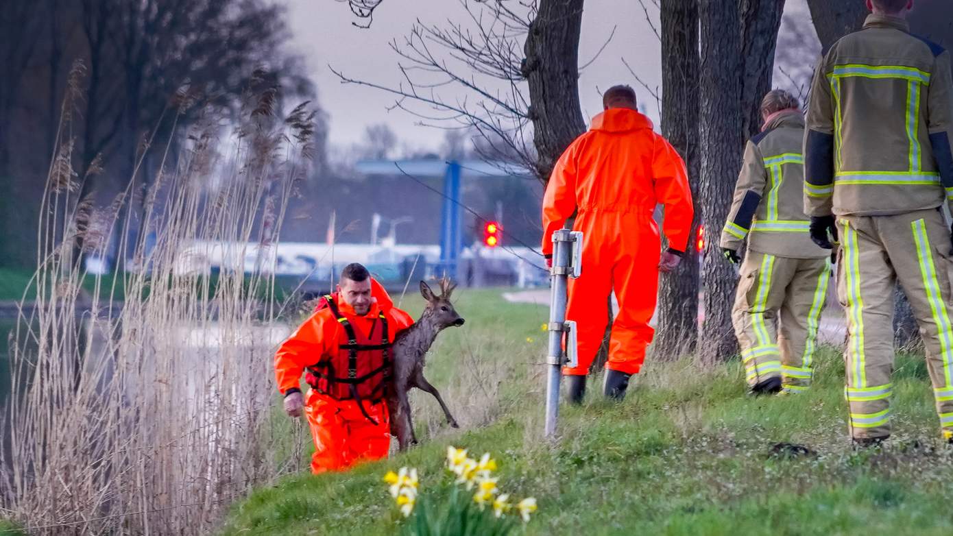 Brandweer redt ree van verdrinking in Noord-Willemskanaal