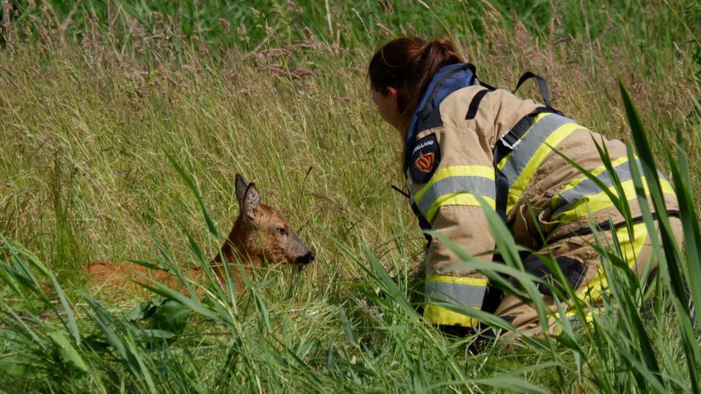 Brandweer redt ree van verdrinkingsdood bij Coevorden