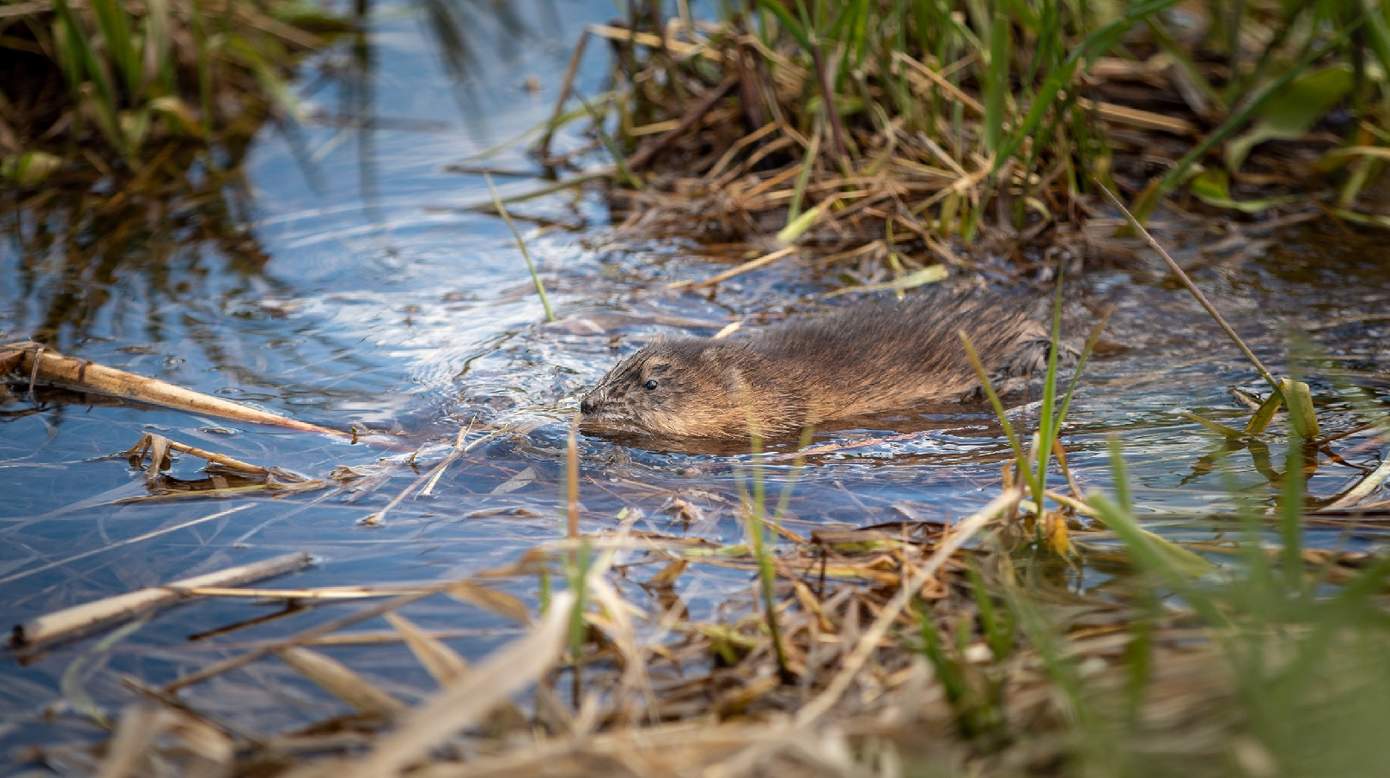 Minder muskusratten en beverratten gevangen in 2023