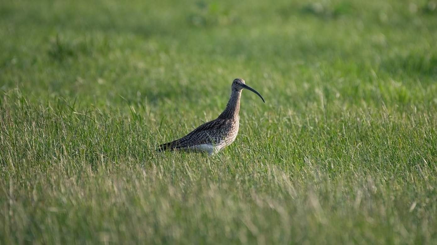 Subsidie voor behoud en herstel van boerenlandvogels