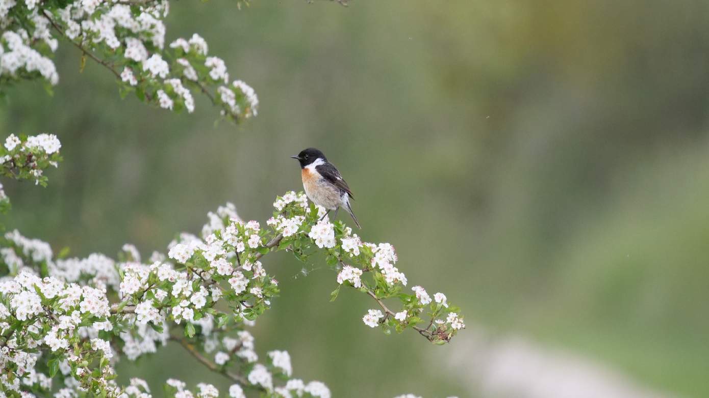 Vroege vogelwandeling in buitencentrum Appelscha op 31 maart