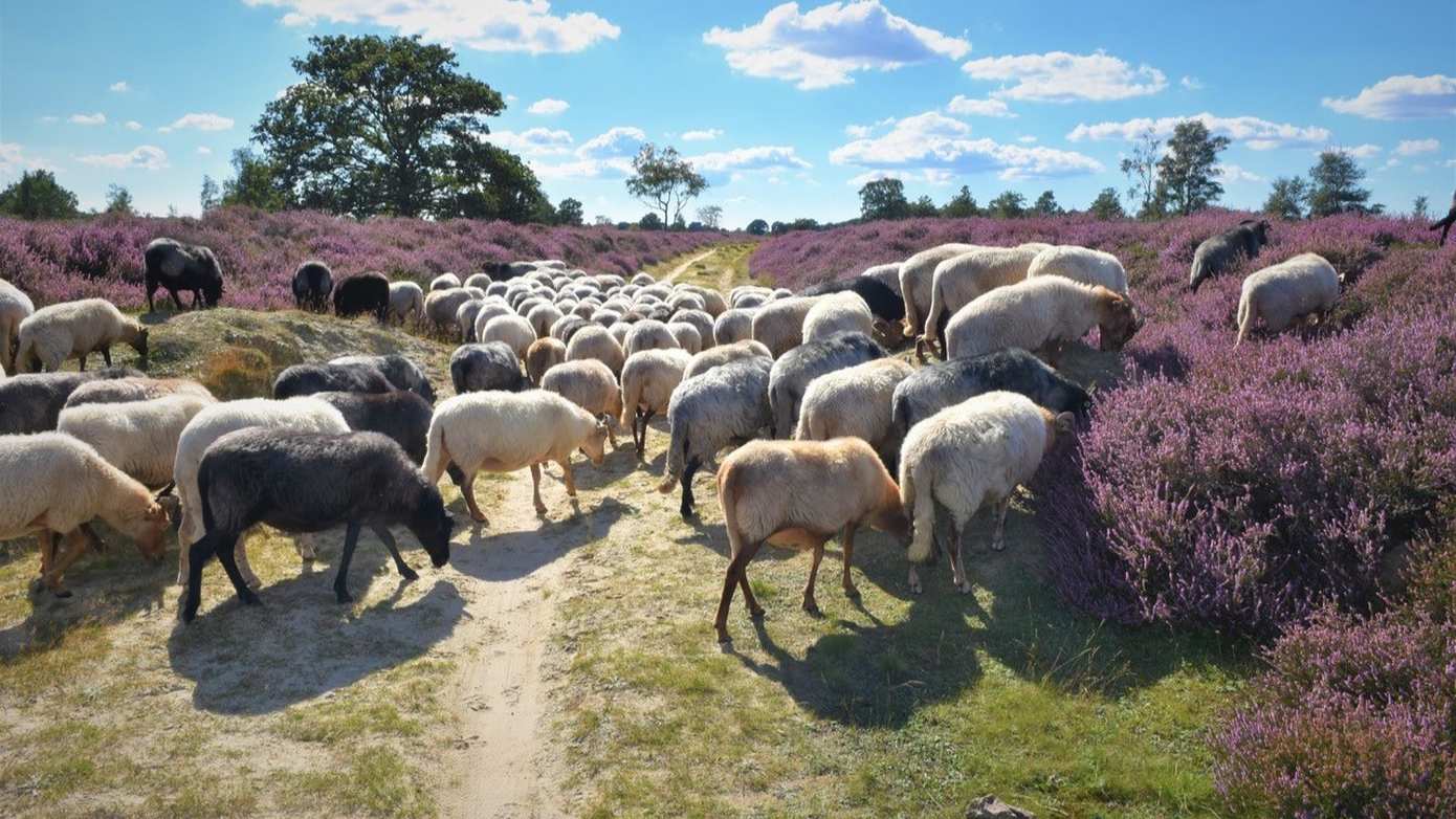 Nieuwe bestuursleden gezocht voor schaapskudde Balloo