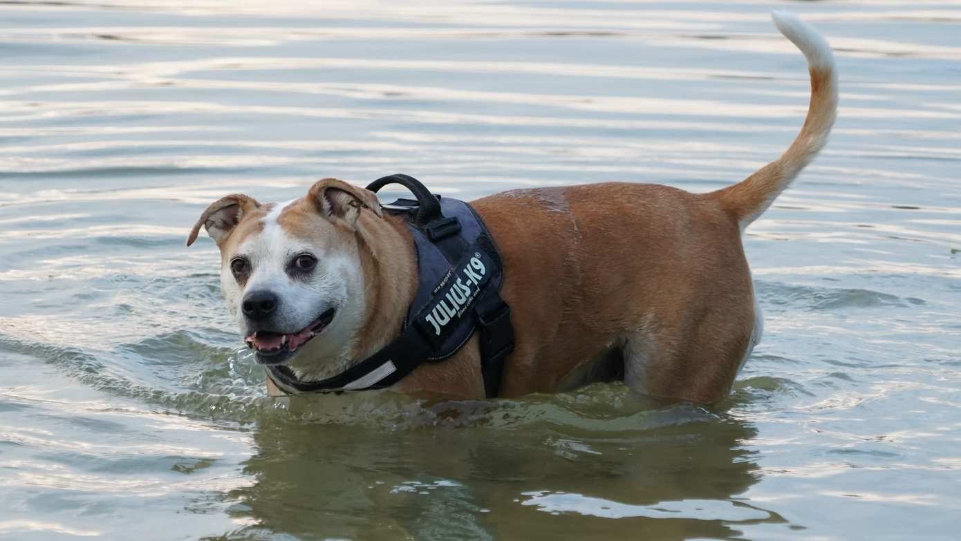 Heerlijk eind wandelen met je hond in het bos? Let dan hierop!