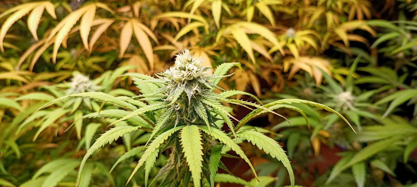 Hennepkwekerij met ruim 700 planten ontdekt in De Krim