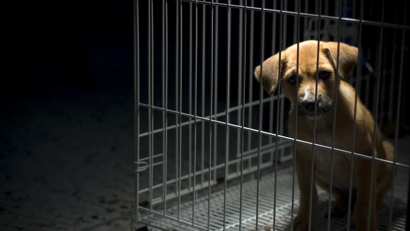 Eerste Nederlandse opsporingseenheid tegen mishandeling en illegale handel in dieren
