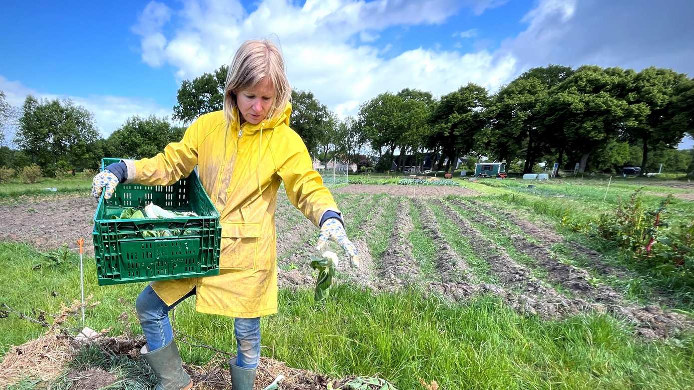 Oogsten voor de composthoop door warm voorjaar op Voedseltuin Mooi Weerdinge