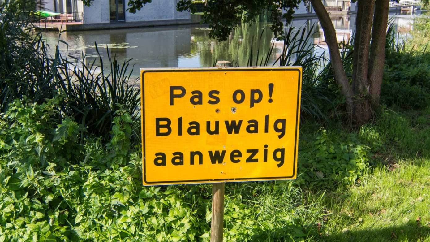Waarschuwing voor blauwalg in Grote Rietplas-Watersportstrand Emmen