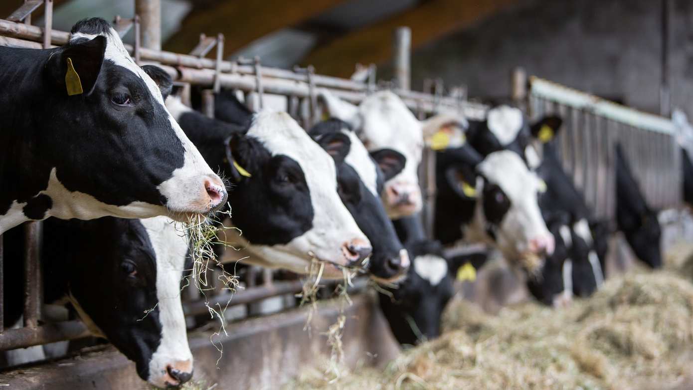 Subsidieregeling voor veehouders in Drenthe die willen stoppen