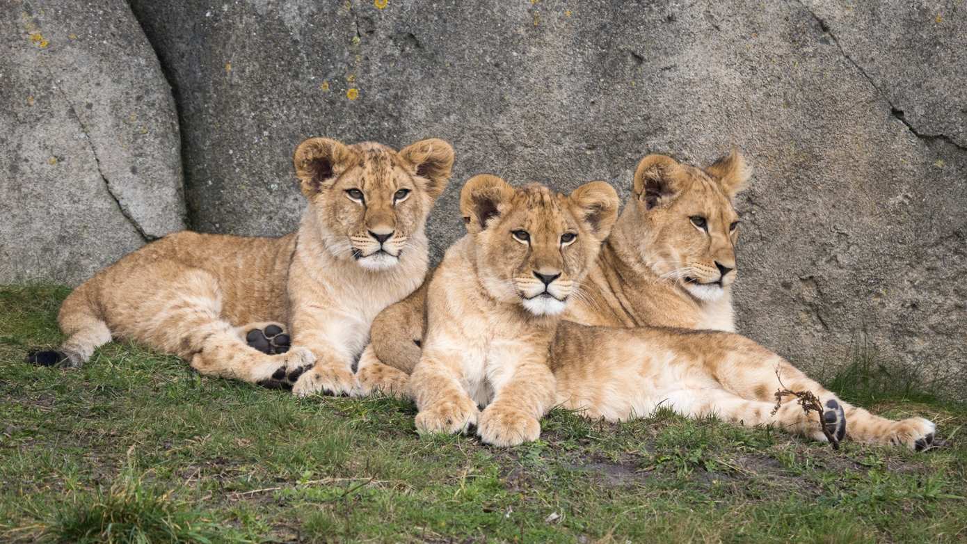 Achtste seizoen Het Echte Leven in de Dierentuin opgenomen in WILDLANDS