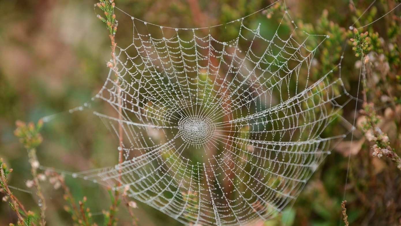 Staatsbosbeheer organiseert spinnensafari op 27 september