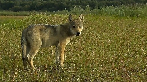 Twee nieuwe wolvenroedels gevestigd in Drenthe